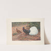 White-tailed Wattled Pheasant. (1918-1922) by George Edward Lodge