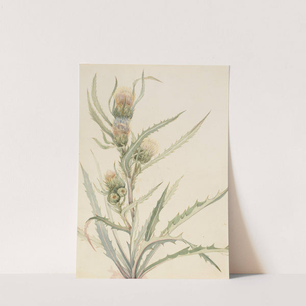 White Thistle (Cirsium hookeranum) by Mary Vaux Walcott