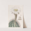 White Torch-thistle (1815-1819) by Sydenham Edwards