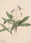 White Troutlily (Erythronium albidum) (1919)
