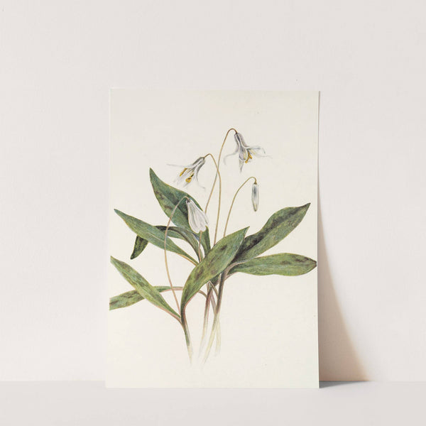White Troutlily. (Erythronium albidum) (1925) by Mary Vaux Walcott