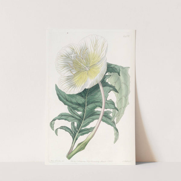 White Upright Evening Primrose (1815-1819) by Sydenham Edwards
