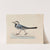 White Wagtail by Ferdinand von Wright