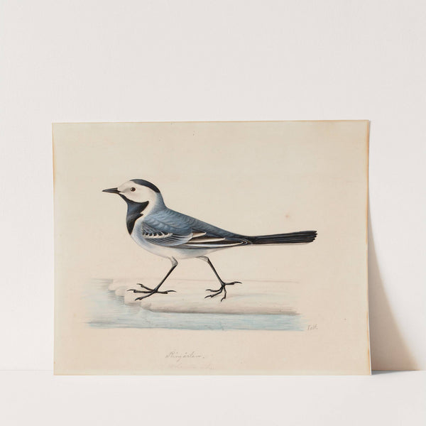 White Wagtail by Ferdinand von Wright