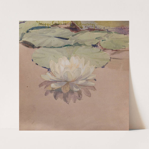 White Water Lily (1912) by George Walter Dawson