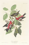 White-winged crossbill