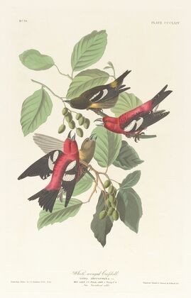White-winged crossbill