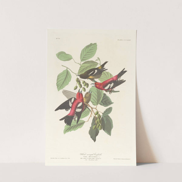 White-winged crossbill by John James Audubon