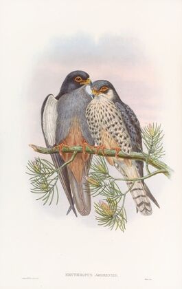 White-winged Red-footed Kestrel