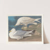 White-winged silvery gull by John James Audubon