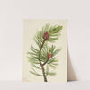 Whitebark Pine (Pinus albicaulis) (1924) by Mary Vaux Walcott