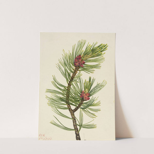 Whitebark Pine (Pinus albicaulis) (1924) by Mary Vaux Walcott