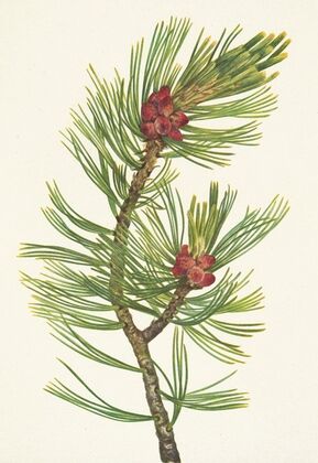 Whitebark Pine. Pinus albicaulis (1925)