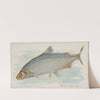 Whitefish (1889) by Allen & Ginter
