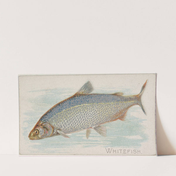 Whitefish (1889) by Allen & Ginter