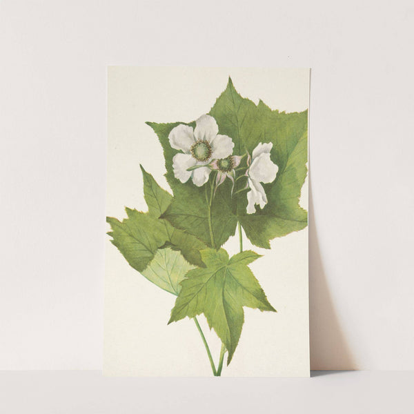 Whiteflowering Raspberry. Rubus parviflorus (1925) by Mary Vaux Walcott