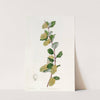 Whitened Barberry by Sydenham Edwards