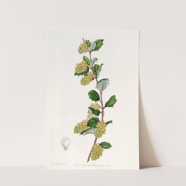 Whitened Barberry by Sydenham Edwards
