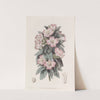 Whitish Godetia by Sydenham Edwards