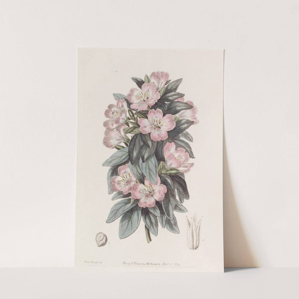 Whitish Godetia by Sydenham Edwards
