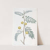 Whitish-leaved Acacia by Sydenham Edwards