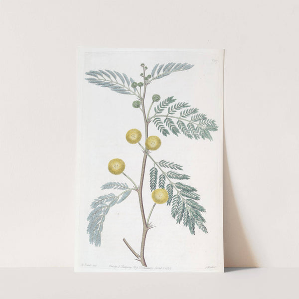 Whitish-leaved Acacia by Sydenham Edwards