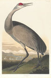 Whooping crane