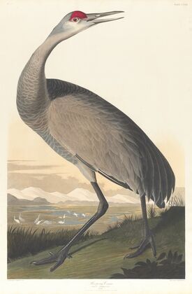 Whooping crane