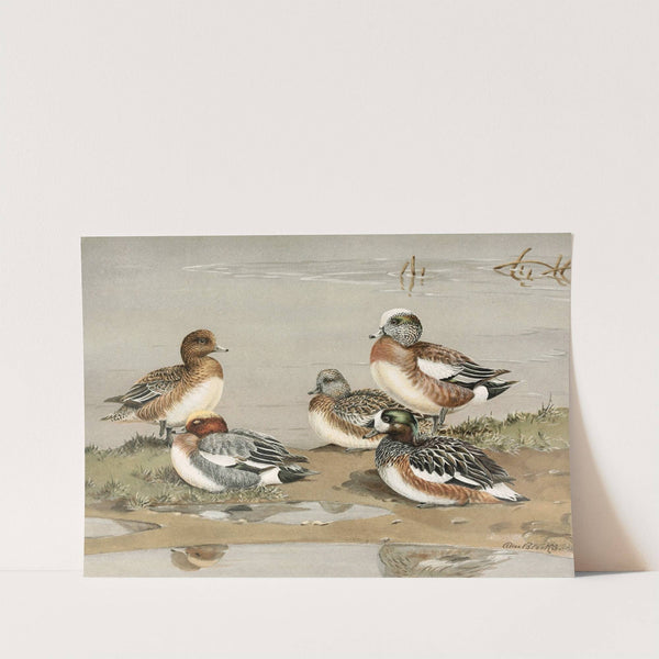 Widgeon, American Widgeon (1922-1926) by Allan Brooks