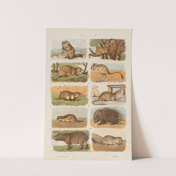 Wielki atlas do zoologii, botaniki i mineralogii Pl.003 (1887) by Gustav von Hayek