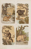 Wielki atlas do zoologii, botaniki i mineralogii Pl.004 (1887)