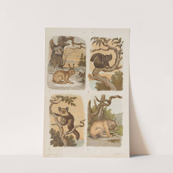 Wielki atlas do zoologii, botaniki i mineralogii Pl.004 (1887) by Gustav von Hayek