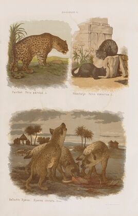 Wielki atlas do zoologii, botaniki i mineralogii Pl.006 (1887)