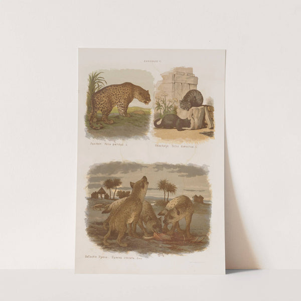 Wielki atlas do zoologii, botaniki i mineralogii Pl.006 (1887) by Gustav von Hayek