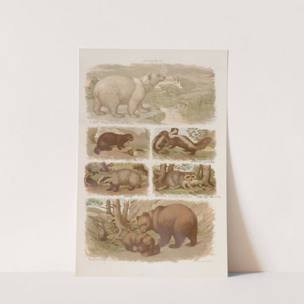 Wielki atlas do zoologii, botaniki i mineralogii Pl.008 (1887) by Gustav von Hayek