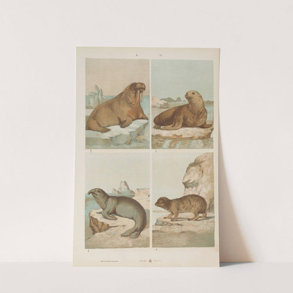 Wielki atlas do zoologii, botaniki i mineralogii Pl.009 (1887) by Gustav von Hayek