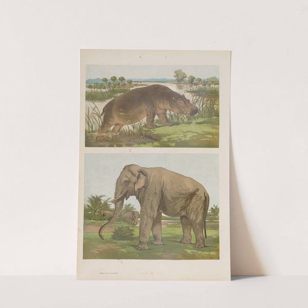 Wielki atlas do zoologii, botaniki i mineralogii Pl.010 (1887) by Gustav von Hayek