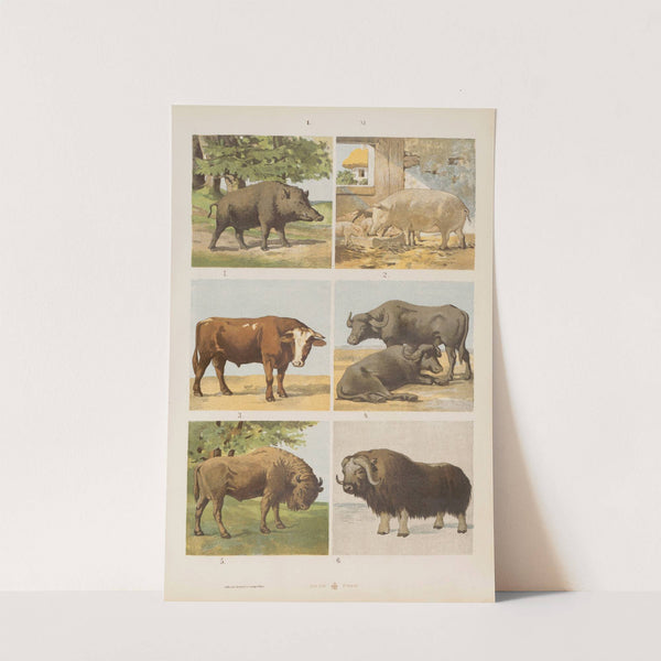 Wielki atlas do zoologii, botaniki i mineralogii Pl.011 (1887) by Gustav von Hayek