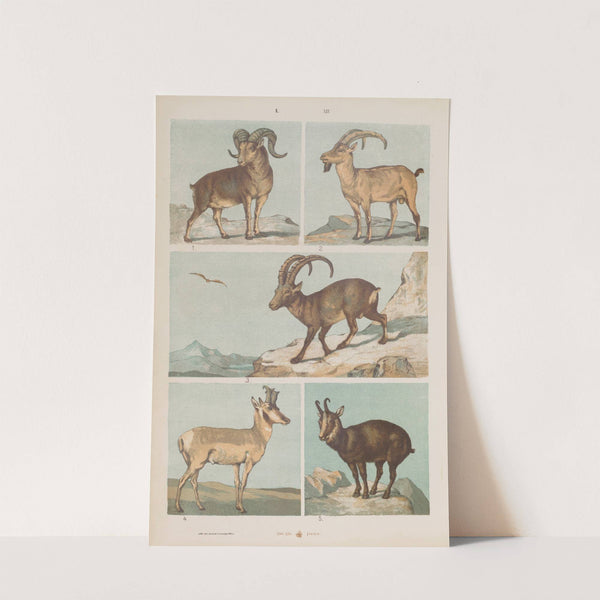 Wielki atlas do zoologii, botaniki i mineralogii Pl.012 (1887) by Gustav von Hayek