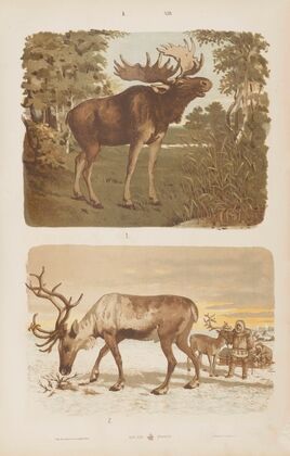 Wielki atlas do zoologii, botaniki i mineralogii Pl.013 (1887)