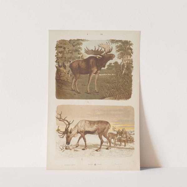 Wielki atlas do zoologii, botaniki i mineralogii Pl.013 (1887) by Gustav von Hayek