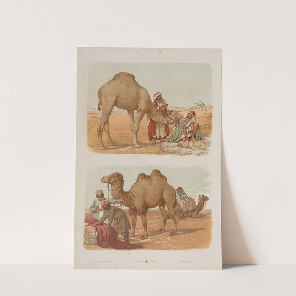 Wielki atlas do zoologii, botaniki i mineralogii Pl.016 (1887) by Gustav von Hayek