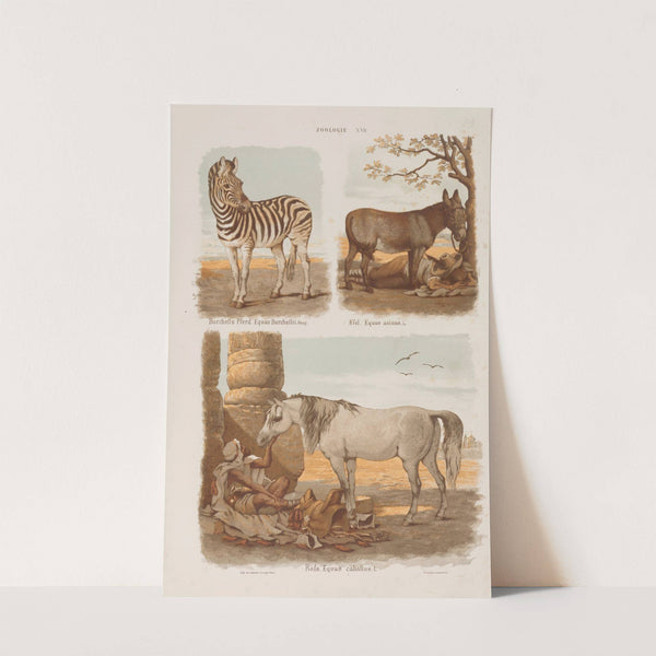 Wielki atlas do zoologii, botaniki i mineralogii Pl.017 (1887) by Gustav von Hayek