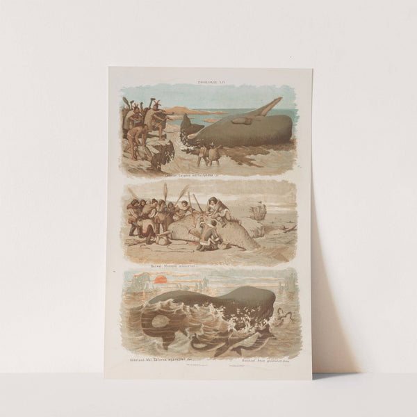 Wielki atlas do zoologii, botaniki i mineralogii Pl.019 (1887) by Gustav von Hayek