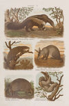 Wielki atlas do zoologii, botaniki i mineralogii Pl.020 (1887)