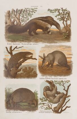 Wielki atlas do zoologii, botaniki i mineralogii Pl.020 (1887)