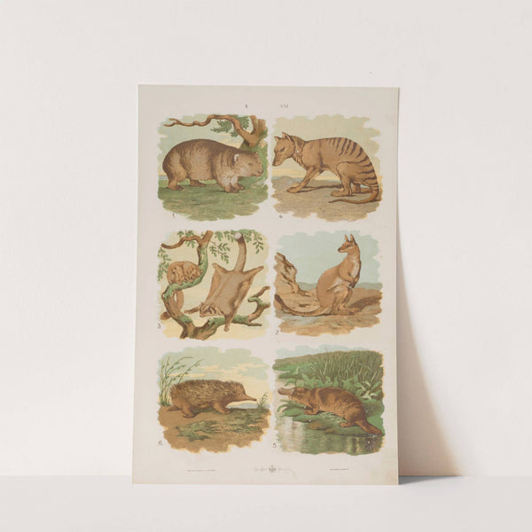 Wielki atlas do zoologii, botaniki i mineralogii Pl.021 (1887) by Gustav von Hayek