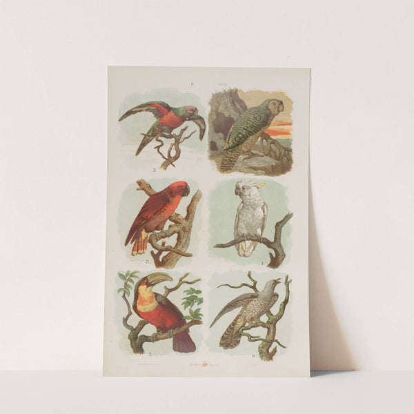 Wielki atlas do zoologii, botaniki i mineralogii Pl.022 (1887) by Gustav von Hayek