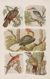 Wielki atlas do zoologii, botaniki i mineralogii Pl.023 (1887)