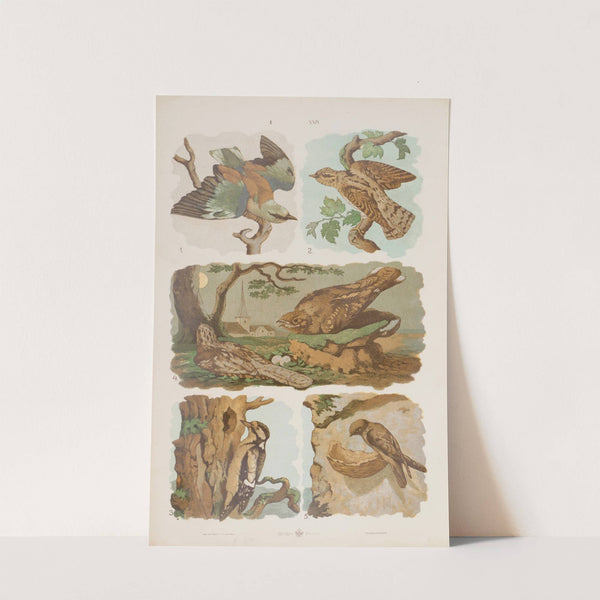 Wielki atlas do zoologii, botaniki i mineralogii Pl.024 (1887) by Gustav von Hayek